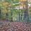 MoralForester